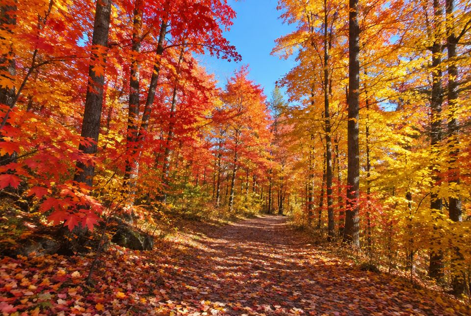 A forest path covered in fallen leaves under maple trees with red, orange and yellow leaves.