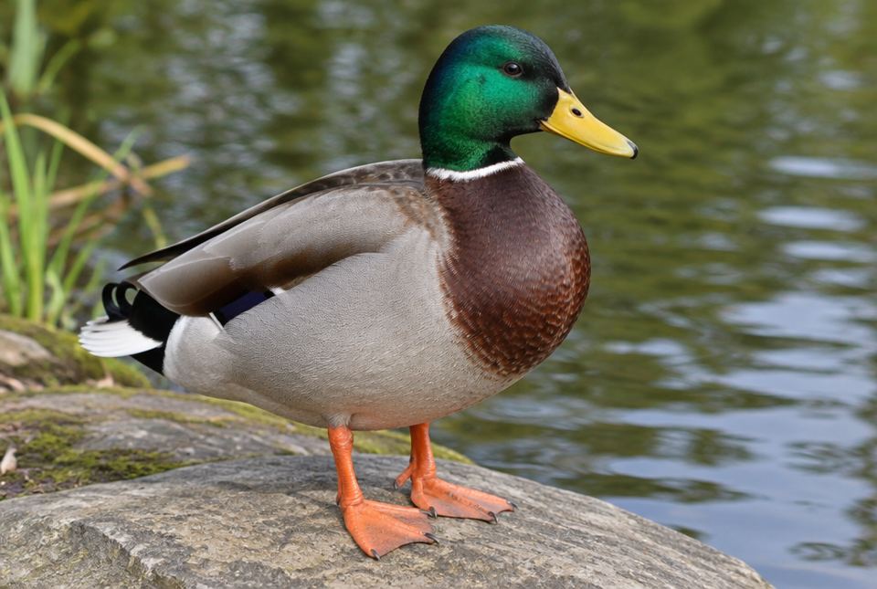 A mallard duck with a green head and orange webbed feet standing on a rock beside a pond.