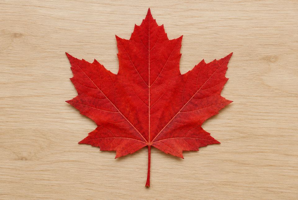 A single red maple leaf lying flat on a light wooden table.