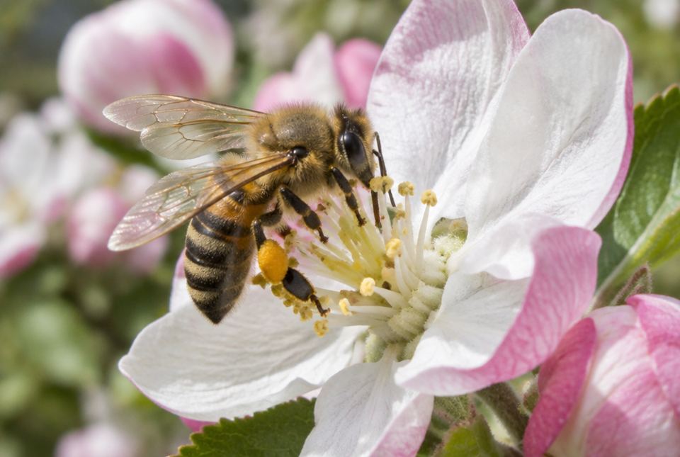 A honeybee with yellow pollen on its legs collecting from a pink and white apple blossom.