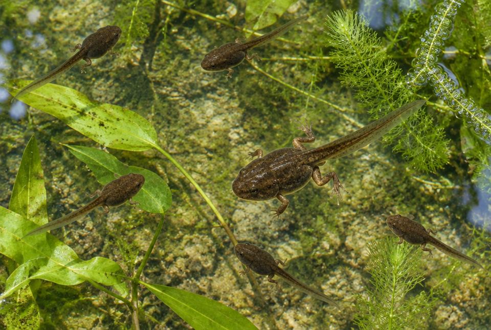 Several tadpoles with growing legs and long tails swimming in shallow pond water.