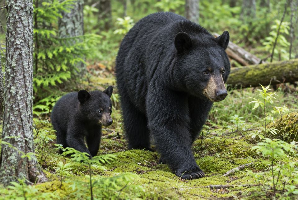 A black bear cub walking beside its mother in a green forest.