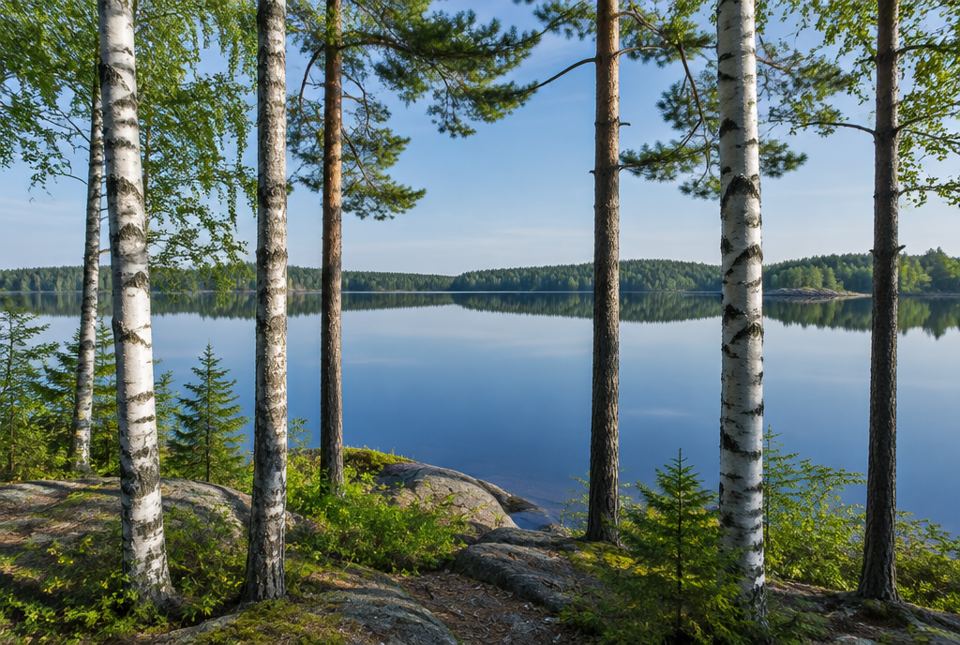 Tall birch and pine tree trunks standing in front of a calm lake with a long, flat far shore.