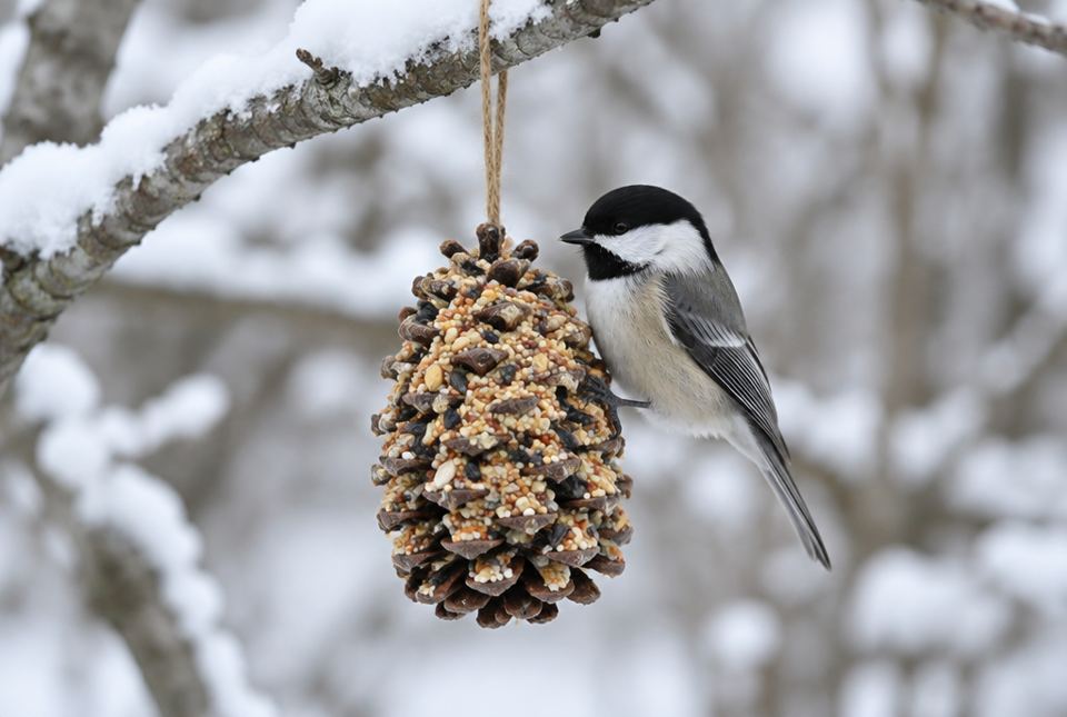 A black-capped chickadee clinging to a pine cone covered in seeds, hanging by a string from a snowy branch.
