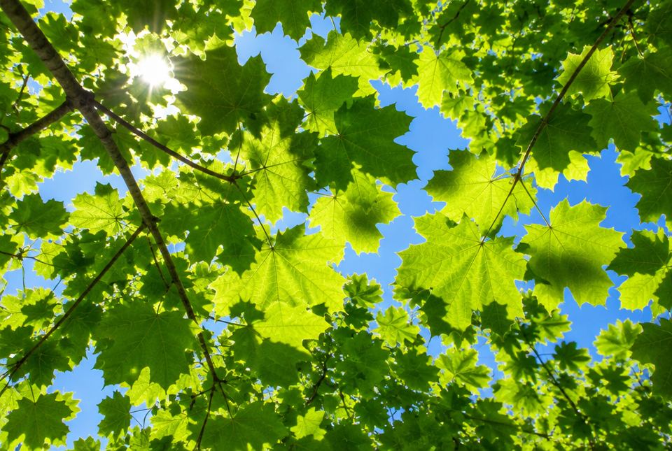 Looking up through bright green maple leaves with sunlight shining through them against a blue sky.