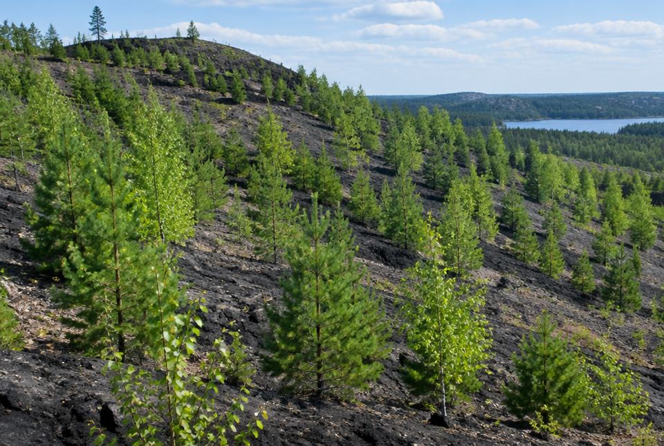 Young pine and birch trees grow on a dark, rocky hillside above a lake.
