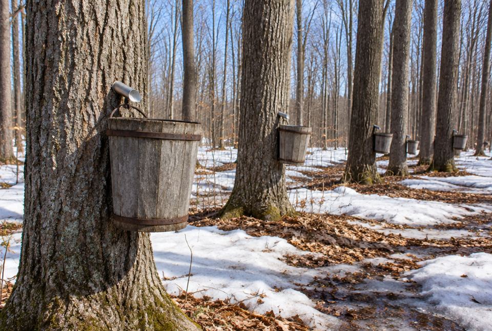 Wooden buckets hang from spouts on maple trees in a snowy forest in early spring.