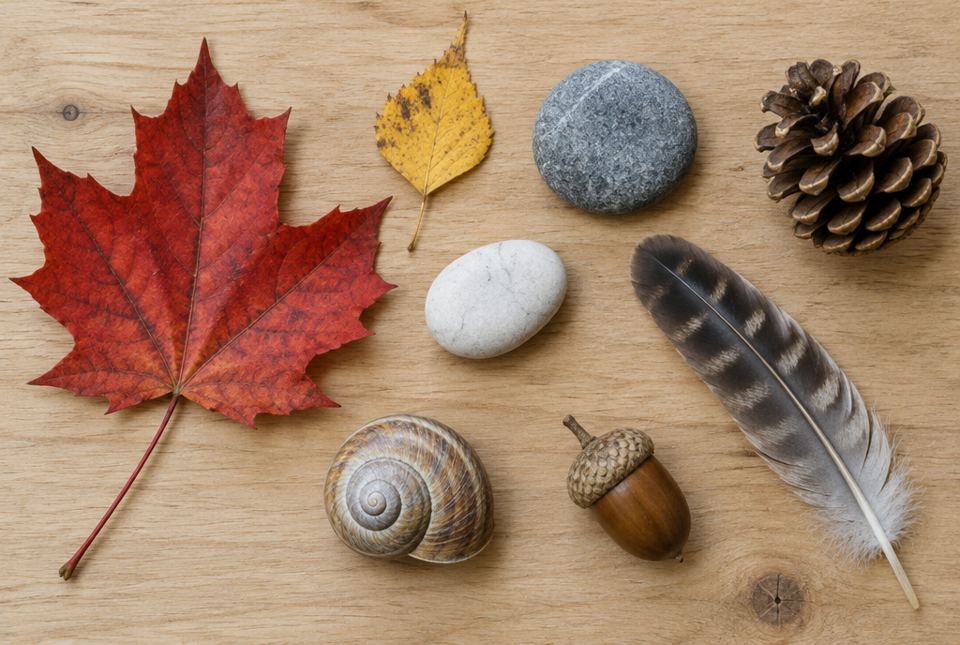 A red maple leaf, a yellow leaf, two stones, a pine cone, a snail shell, an acorn and a striped feather on a wooden table.