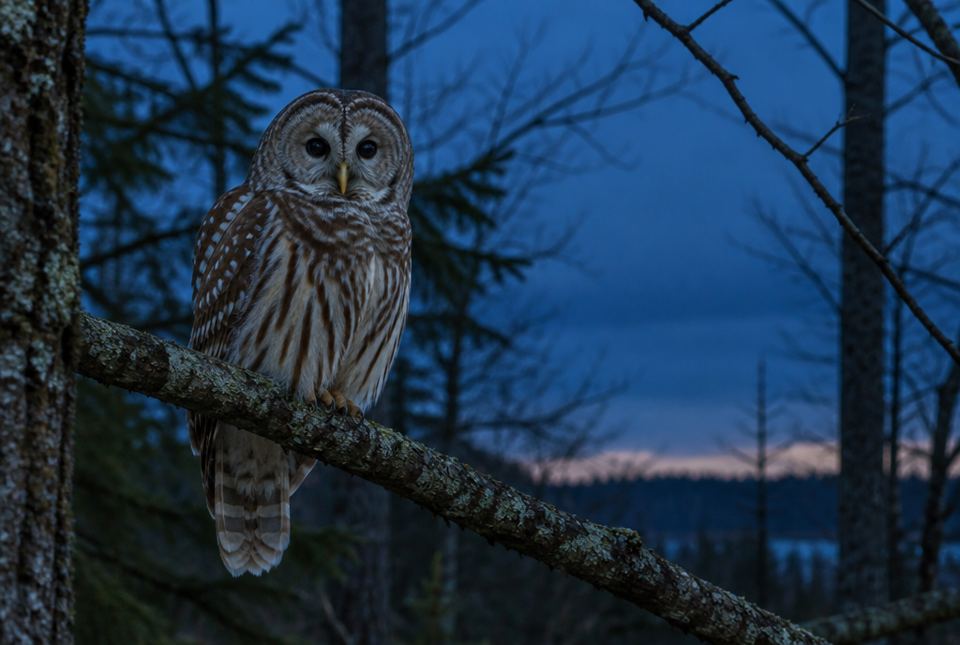 A barred owl perched on a branch in a forest at dusk.