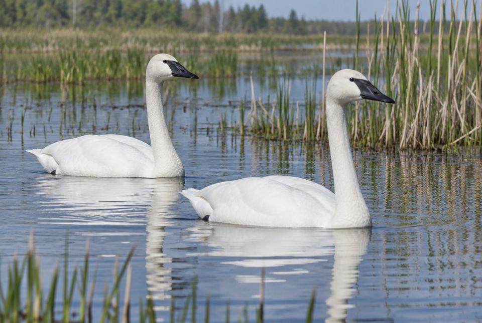 Two white trumpeter swans with black bills swimming in a marsh.