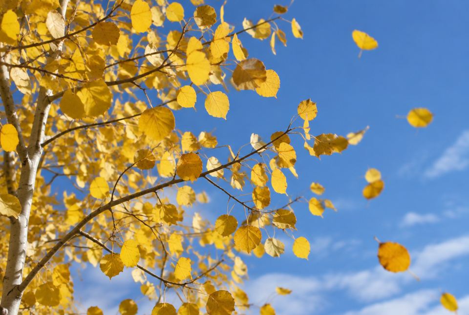 Golden aspen leaves blowing on their branches against a blue sky, with a few leaves flying through the air.