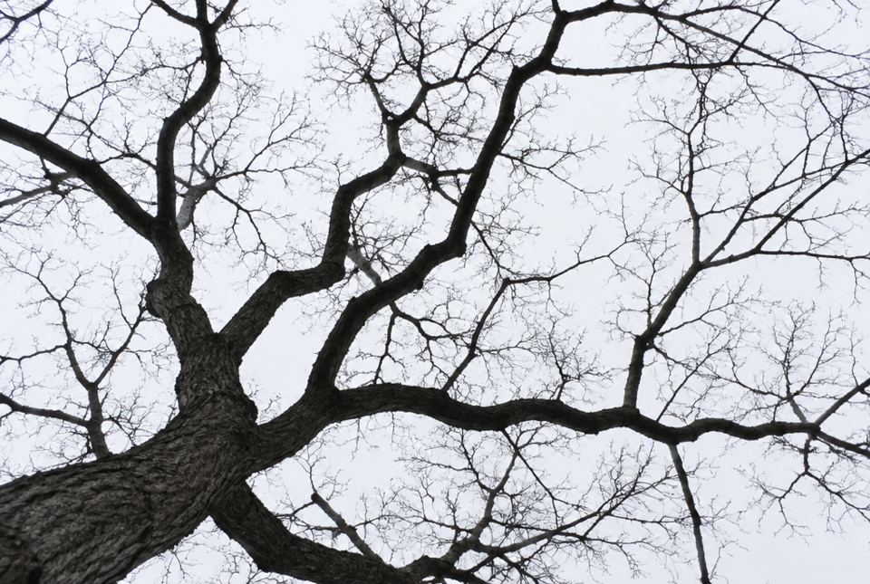Dark, bare tree branches spread out against a pale grey winter sky.