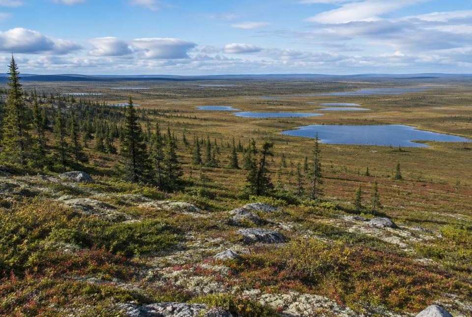 Scattered spruce trees thinning out into open tundra with low shrubs and many small lakes.