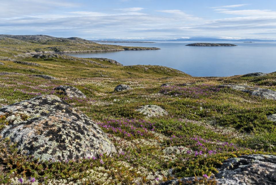 Rolling tundra with wildflowers and lichen-covered rocks beside a calm Arctic bay.