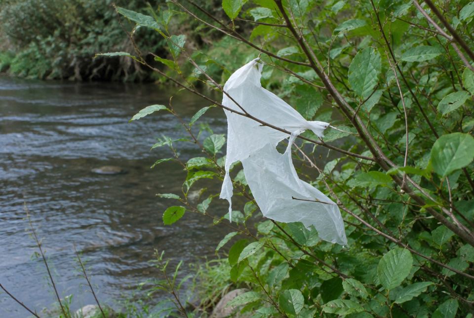 A torn white plastic bag caught in the branches of a shrub beside a river.