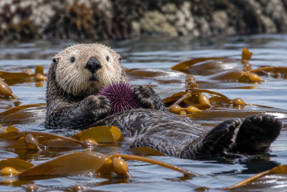 A sea otter floating on its back in brown kelp, holding a purple spiny sea urchin.