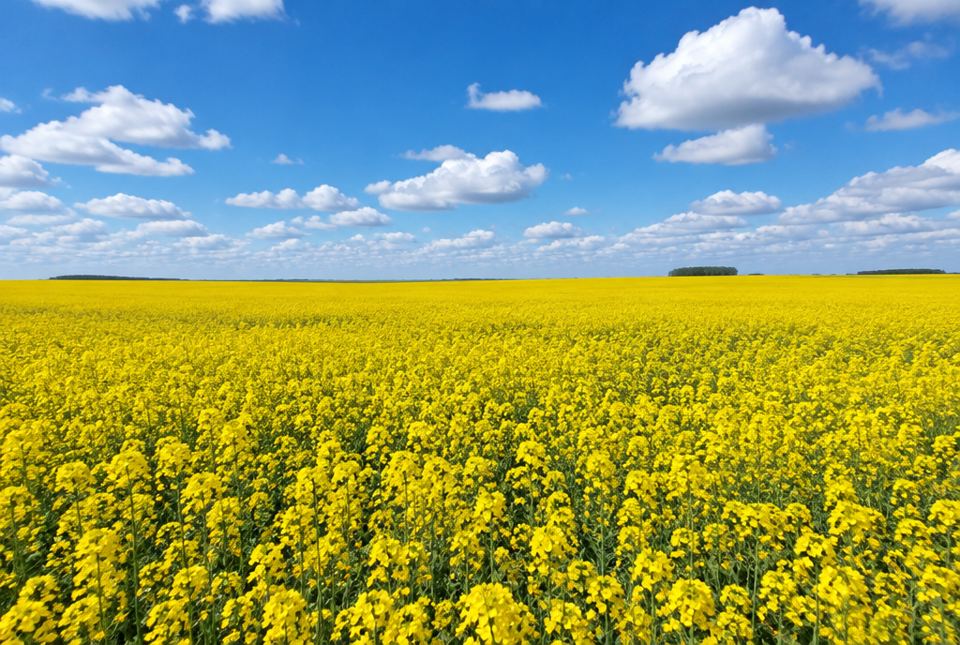 A huge field of bright yellow canola flowers under a blue sky with white clouds.