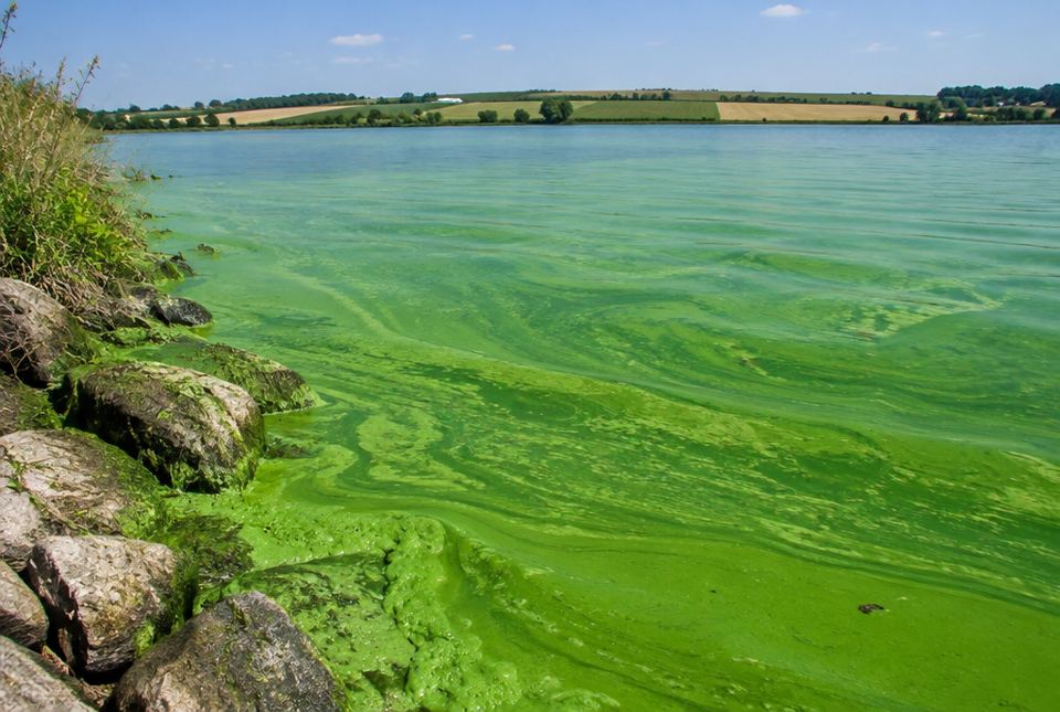 A thick bright green algae bloom covers a lake near a rocky shore, with farm fields in the distance.
