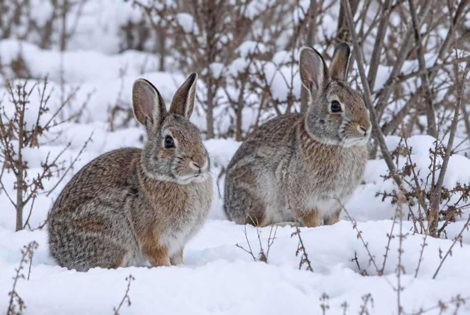 Two wild cottontail rabbits with grey-brown fur sit in the snow among bare bushes.